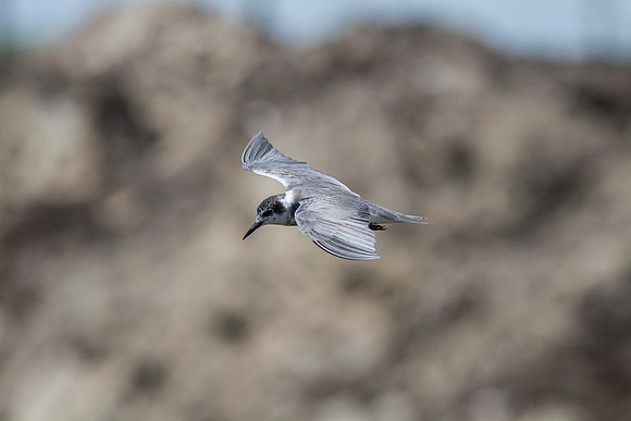 Black tern KAC0936