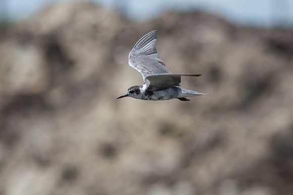 Black tern KAC0937