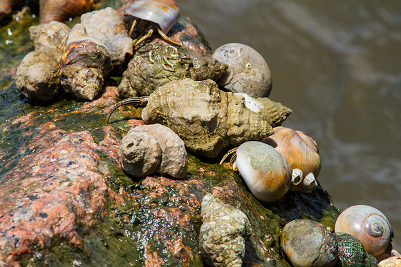 Hermit crab KAC0939