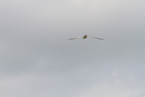 Least tern KAC0950