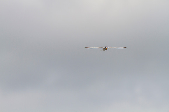 Least tern KAC0951