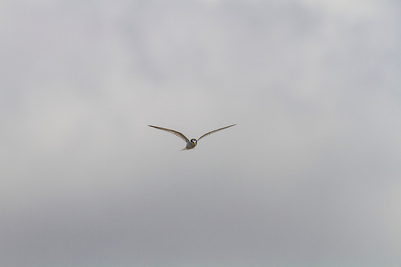 Least tern KAC0954