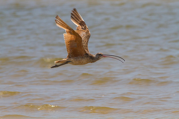 Long-billed curlew KAC0914