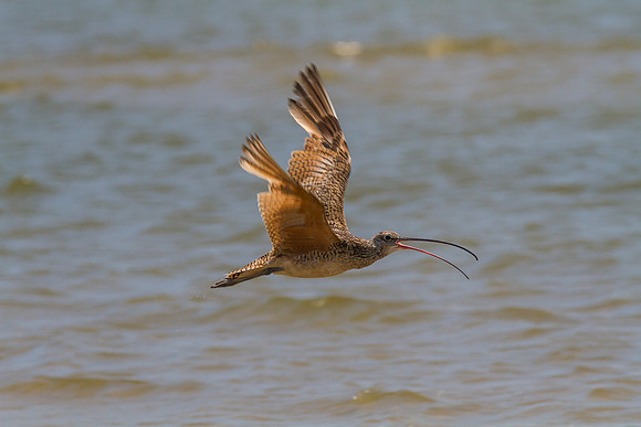 Long-billed curlew KAC0915