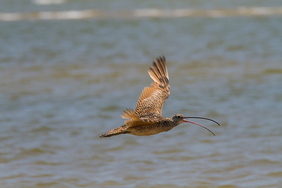 Long-billed curlew KAC0917