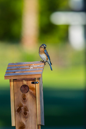 Eastern Bluebird KAC2040