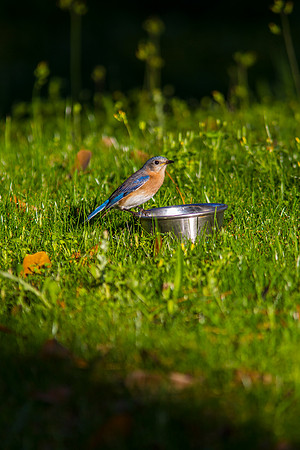 Eastern Bluebird KAC2041