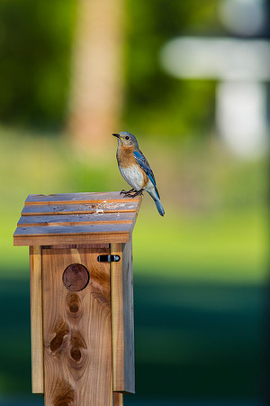 Eastern Bluebird KAC2046