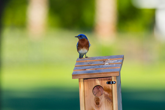 Eastern Bluebird KAC2047
