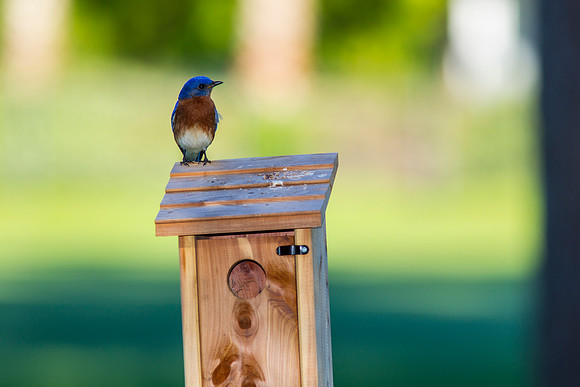 Eastern Bluebird KAC2050