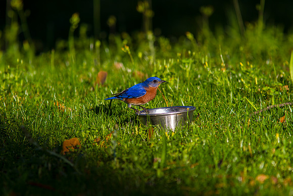 Eastern Bluebird KAC2054