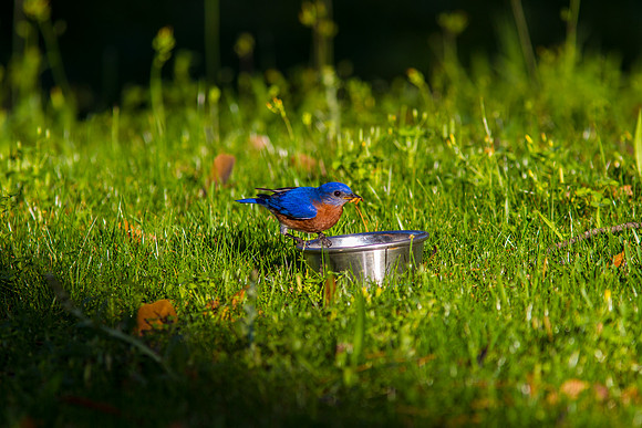 Eastern Bluebird KAC2055