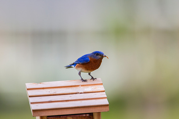 Eastern Bluebird KAC2057