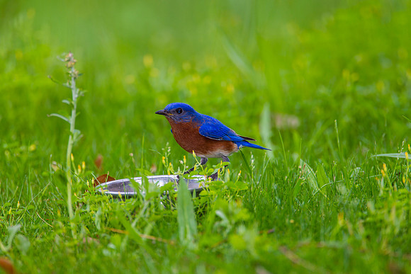 Eastern Bluebird KAC2062