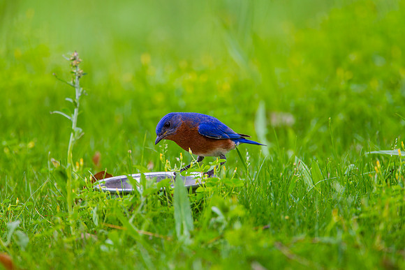 Eastern Bluebird KAC2063