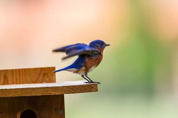 Eastern Bluebird KAC2066