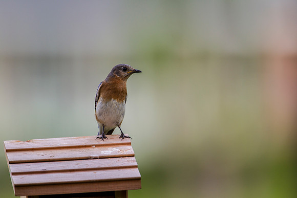 Eastern Bluebird KAC2069