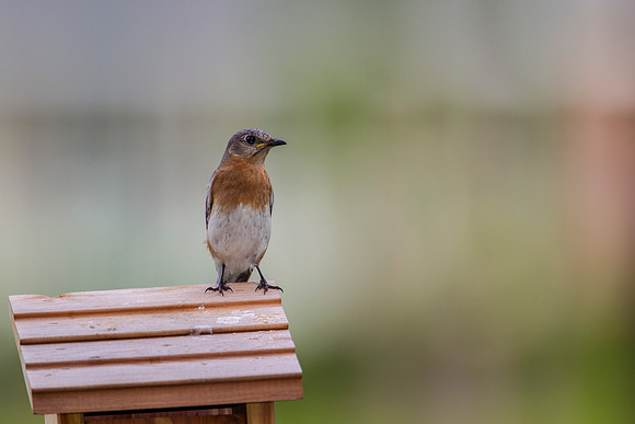 Eastern Bluebird KAC2070