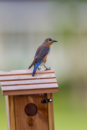 Eastern Bluebird KAC2071