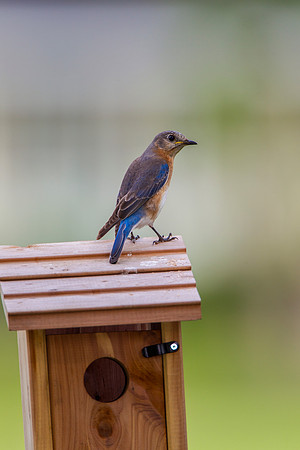 Eastern Bluebird KAC2072