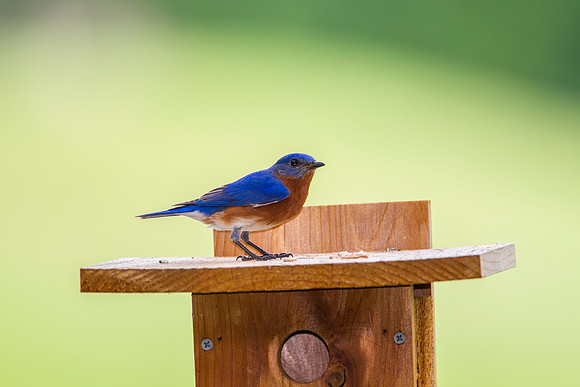 Eastern Bluebird KAC2075