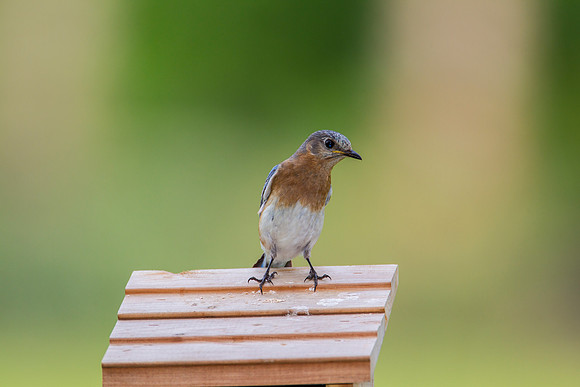 Eastern Bluebird KAC2081