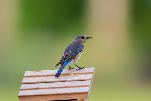 Eastern Bluebird KAC2082