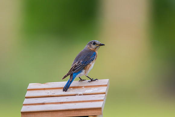 Eastern Bluebird KAC2083
