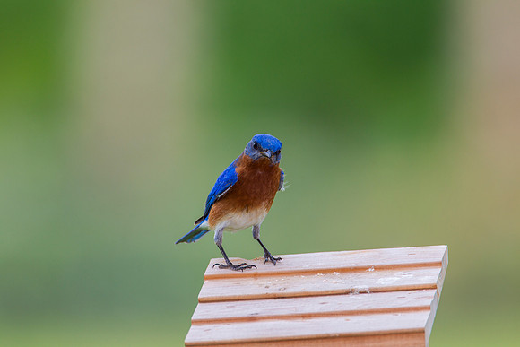 Eastern Bluebird KAC2089