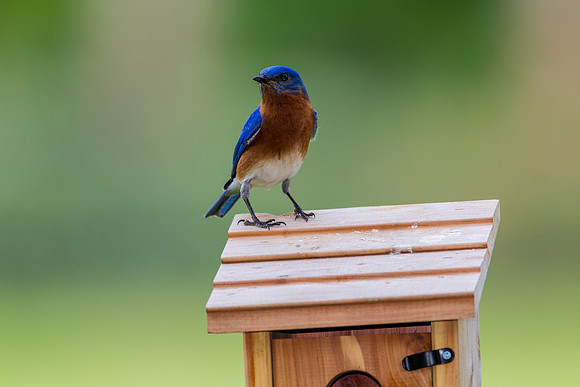 Eastern Bluebird KAC2092