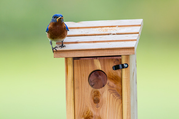 Eastern Bluebird KAC2098