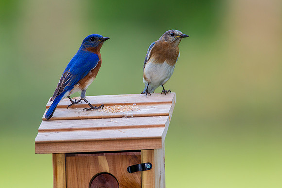 Eastern Bluebird KAC2099