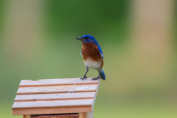 Eastern Bluebird KAC2101