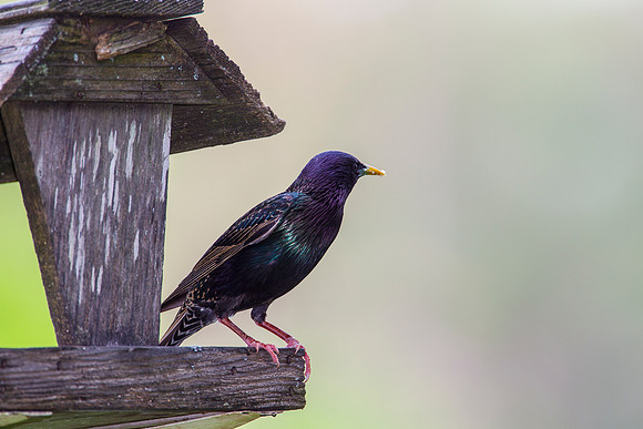 European starling KAC2094