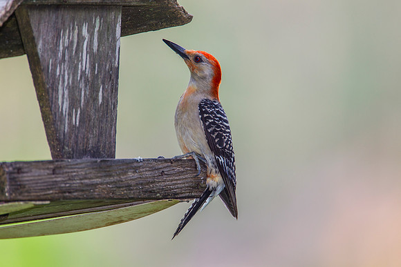 Red-bellied woodpecker KAC2084