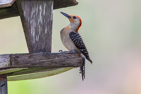 Red-bellied woodpecker KAC2087