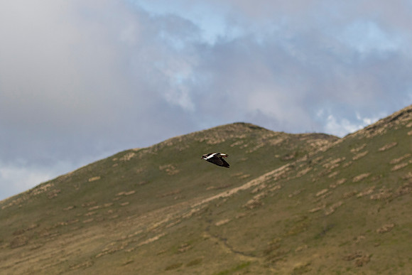 Andean lapwing KAC8688