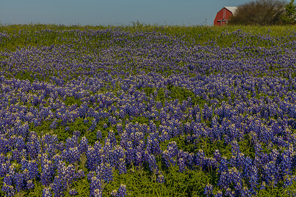 Texas Bluebonnet KAC0836