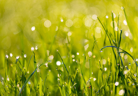 Grass Morning Spring KAC0579_97