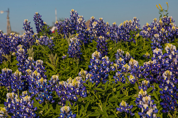 Texas Bluebonnet KAC0848
