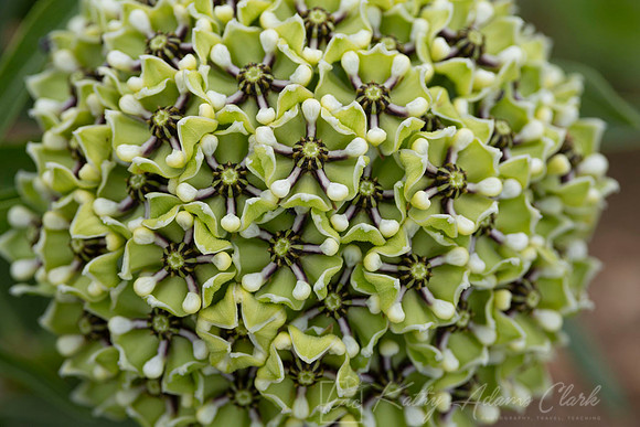 Antelope-horns milkweed KAC0160