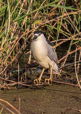 Black-crowned night heron KAC0101