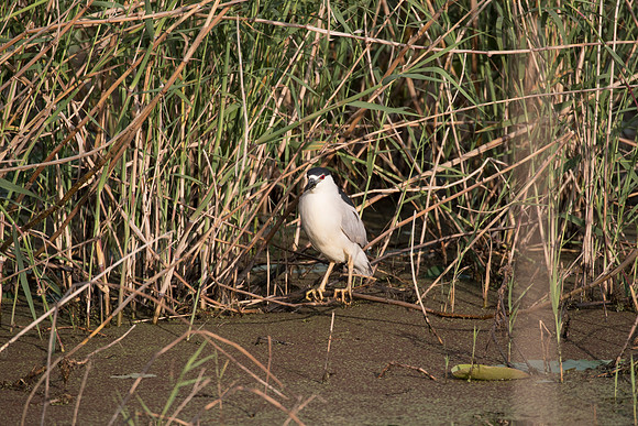 Black-crowned night heron KAC0102