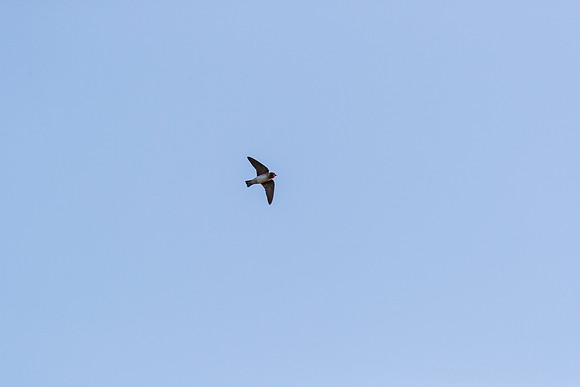 Cliff swallow KAC0200