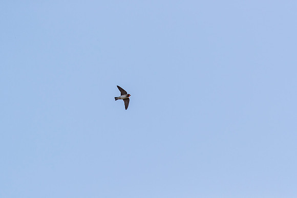 Cliff swallow KAC0201