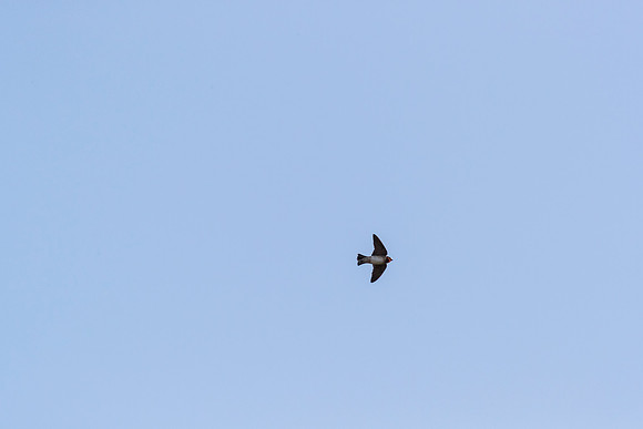 Cliff swallow KAC0202