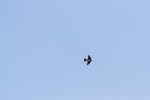 Cliff swallow KAC0203