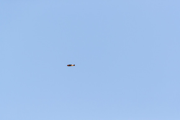 Cliff swallow KAC0207