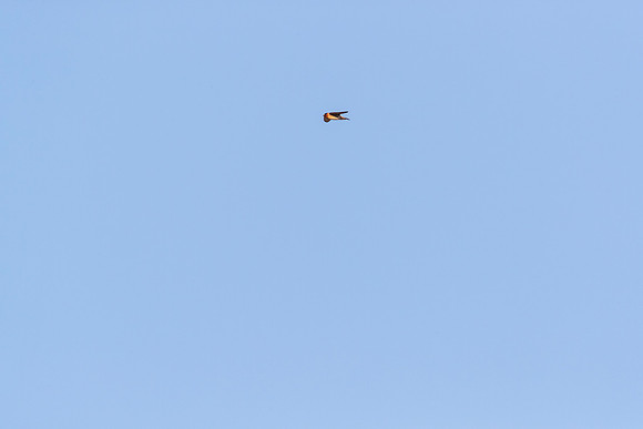 Cliff swallow KAC0209