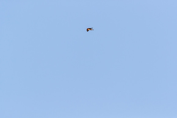 Cliff swallow KAC0210